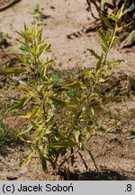 Caryopteris ×clandonensis Worcester Gold