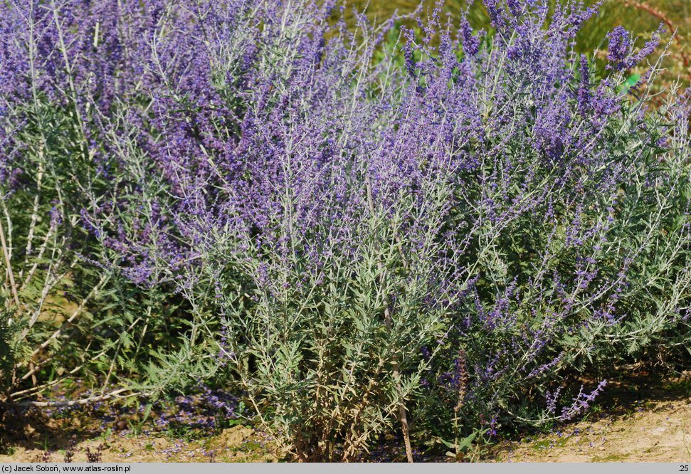 Salvia yangii (perowskia łobodolistna)