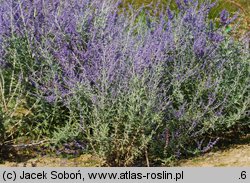 Salvia yangii (perowskia łobodolistna)