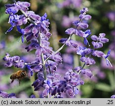 Salvia yangii (perowskia łobodolistna)