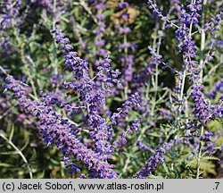 Salvia yangii (perowskia łobodolistna)