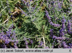 Salvia yangii (perowskia łobodolistna)