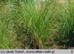 Carex secta