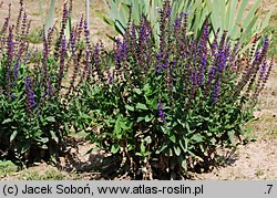 Salvia nemorosa Ostfriesland