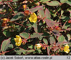 Hypericum ×moserianum