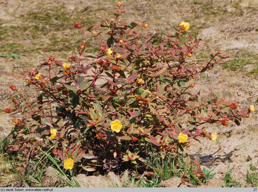 Hypericum ×moserianum