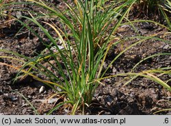 Hemerocallis middendorffii (liliowiec Middendorffa)