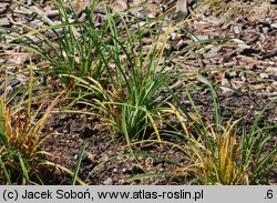 Hemerocallis middendorffii (liliowiec Middendorffa)