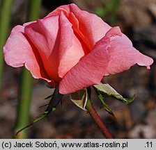 Rosa hort. Kalinka