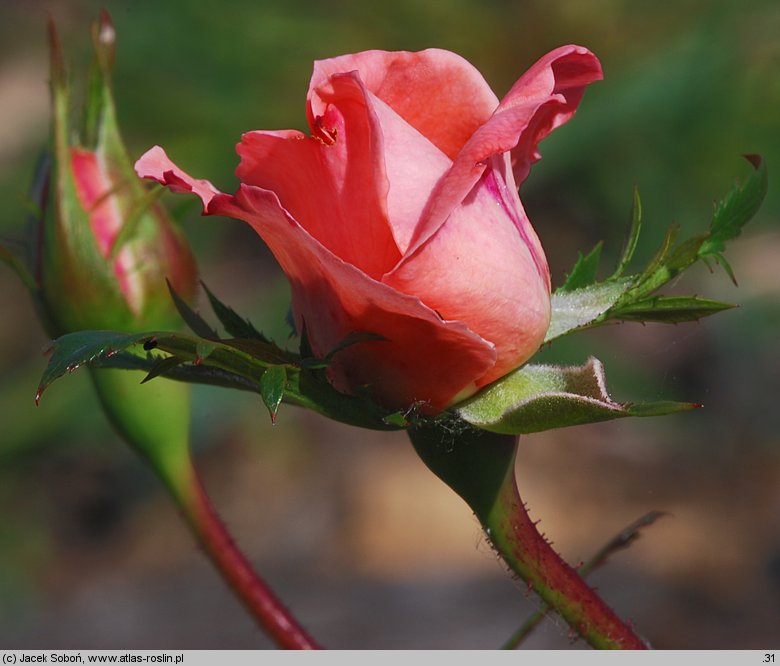 Rosa hort. Kalinka