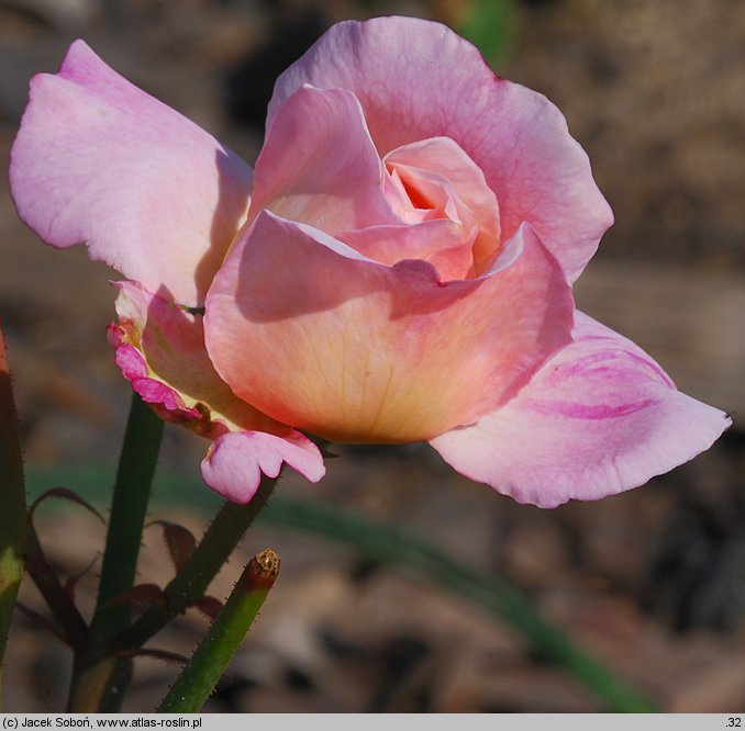 Rosa hort. Gruss an Aachen