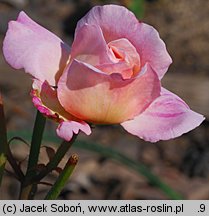 Rosa hort. Gruss an Aachen