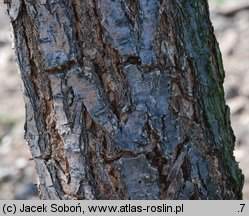 Ulmus pumila (wiąz syberyjski)