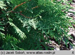 Thuja koraiensis (żywotnik koreański)