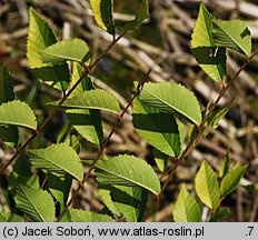 Ulmus pumila (wiąz syberyjski)