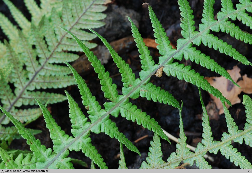 Deparia japonica (wietlica japońska)