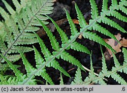 Deparia japonica (wietlica japońska)