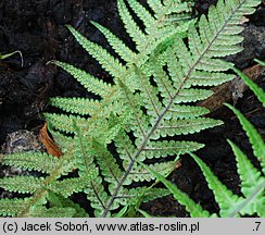 Deparia japonica (wietlica japońska)