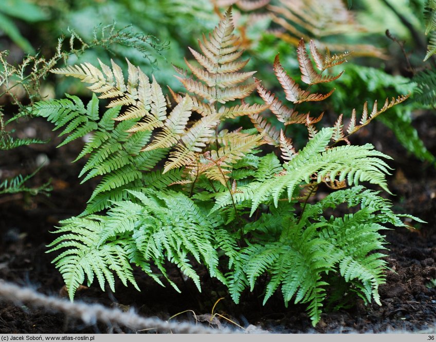 Dryopteris erythrosora (nerecznica czerwonozawijkowa)