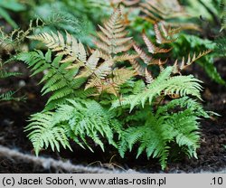 Dryopteris erythrosora (nerecznica czerwonozawijkowa)