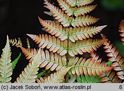 Dryopteris erythrosora (nerecznica czerwonozawijkowa)