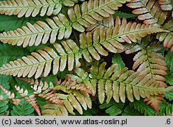 Dryopteris erythrosora (nerecznica czerwonozawijkowa)