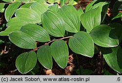 Polygonatum falcatum (kokoryczka sierpowata)