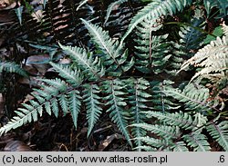 Athyrium niponicum (wietlica japońska)