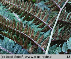 Athyrium niponicum (wietlica japońska)