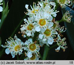 Prunus laurocerasus Otto Luyken