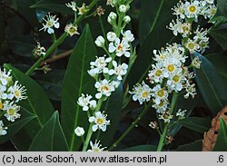 Prunus laurocerasus Otto Luyken