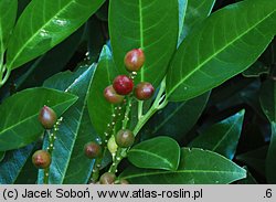 Prunus laurocerasus Otto Luyken