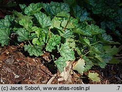 Heuchera americana (żurawka amerykańska)