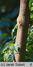 Acer buergerianum (klon trójzębny)