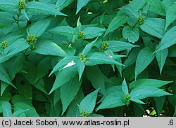 Diervilla sessilifolia Butterfly