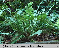 Dryopteris wallichiana (nerecznica Wallicha)