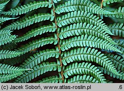 Dryopteris wallichiana (nerecznica Wallicha)