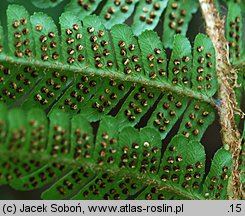 Dryopteris wallichiana (nerecznica Wallicha)