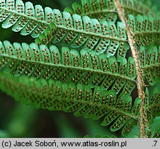 Dryopteris wallichiana (nerecznica Wallicha)