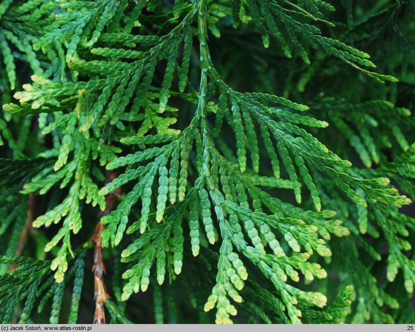 Thuja ×senetana (żywotnik Senety)