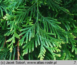 Thuja ×senetana (żywotnik Senety)