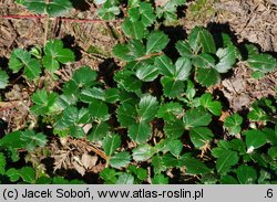 Fragaria chiloensis Chaval