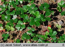 Fragaria chiloensis Chaval