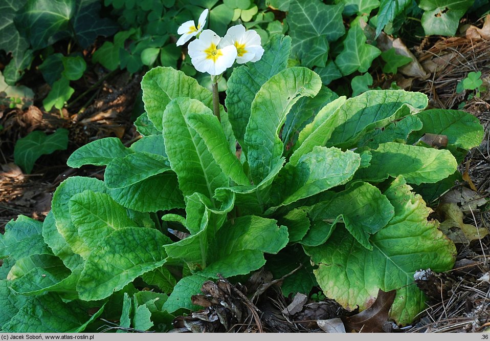 Primula ×polyantha Crescendo White