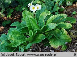 Primula ×polyantha Crescendo White