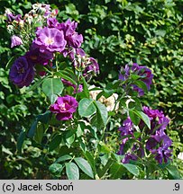 Rosa hort. Rhapsody in Blue