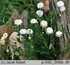 Anthemis nobilis (rumian rzymski)