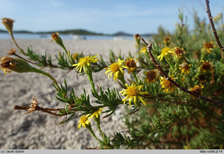 Limbarda crithmoides ssp. longifolia