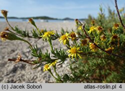 Limbarda crithmoides ssp. longifolia