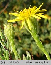 Limbarda crithmoides ssp. longifolia